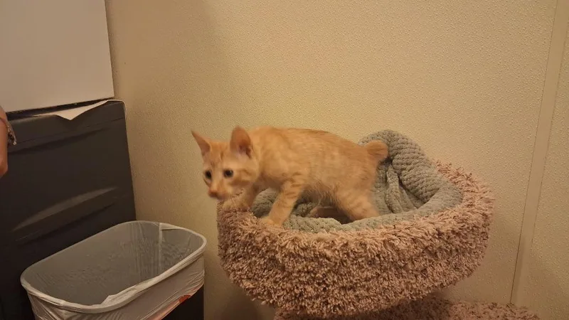 Wesley thumbnail 4
