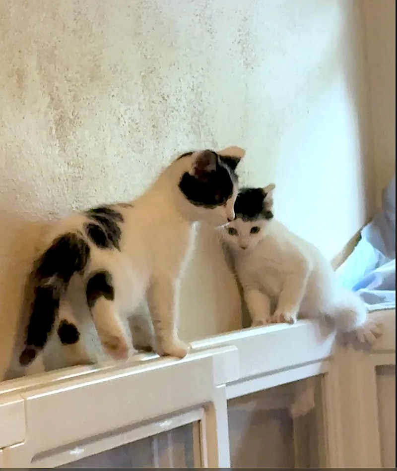 Angus and Bessie thumbnail 6