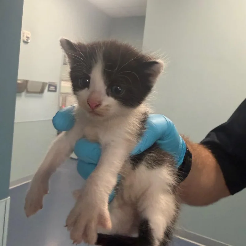 A baby small-sized male Black Domestic Short Hair cat named Popsicle for adoption in Greensboro, NC