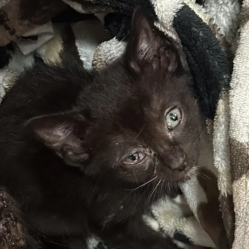 A baby small-sized male Black Domestic Short Hair cat named Boda for adoption in Lynchburg, VA