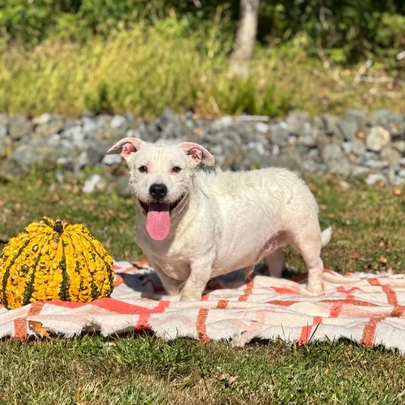 An adult medium-sized male White / Cream Pit Bull Terrier dog named Cane for adoption in Syosset, NY