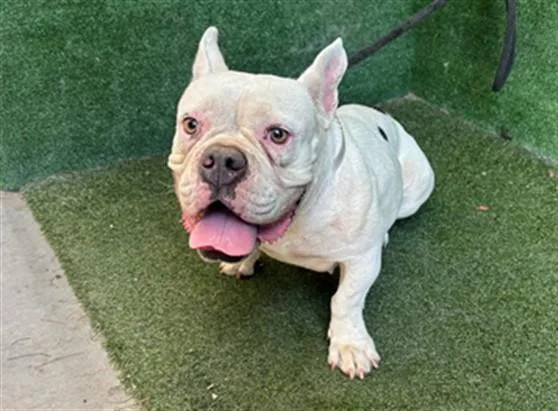 A young medium-sized female French Bulldog dog named Star Fruit for adoption in Lancaster, CA