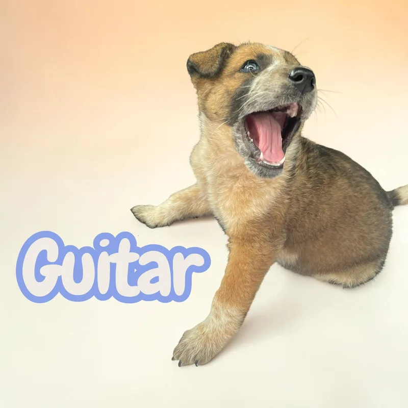 A baby medium-sized male Merle (Red) Australian Cattle Dog / Blue Heeler dog named Guitar for adoption in Chuckey, TN