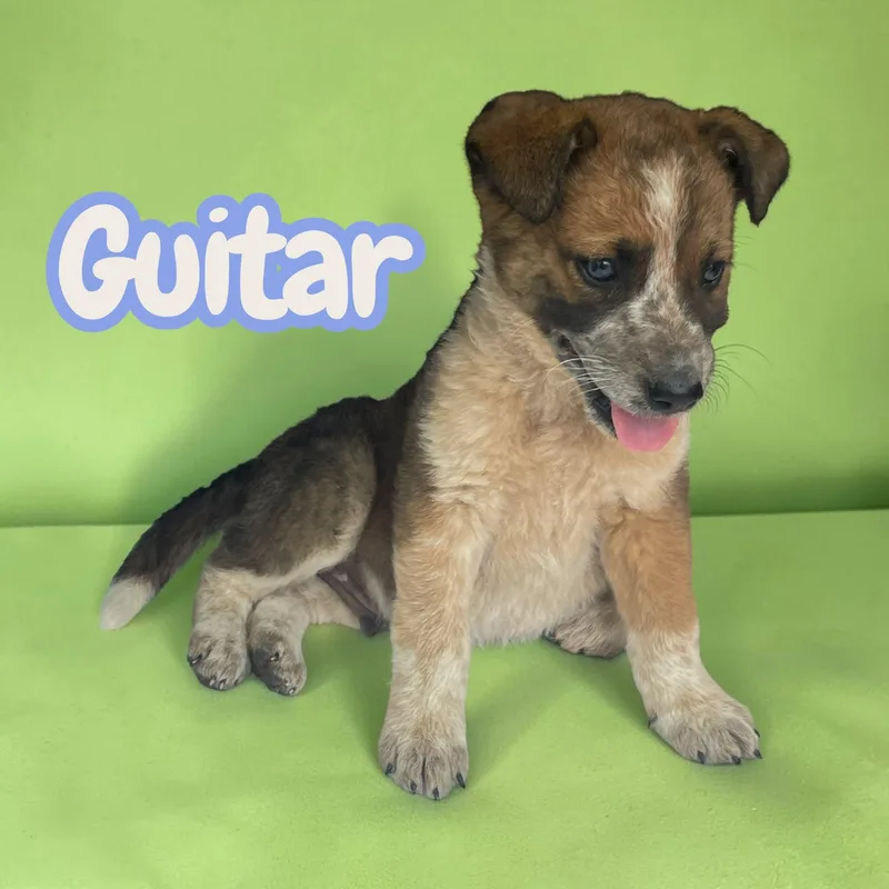 Guitar thumbnail 3