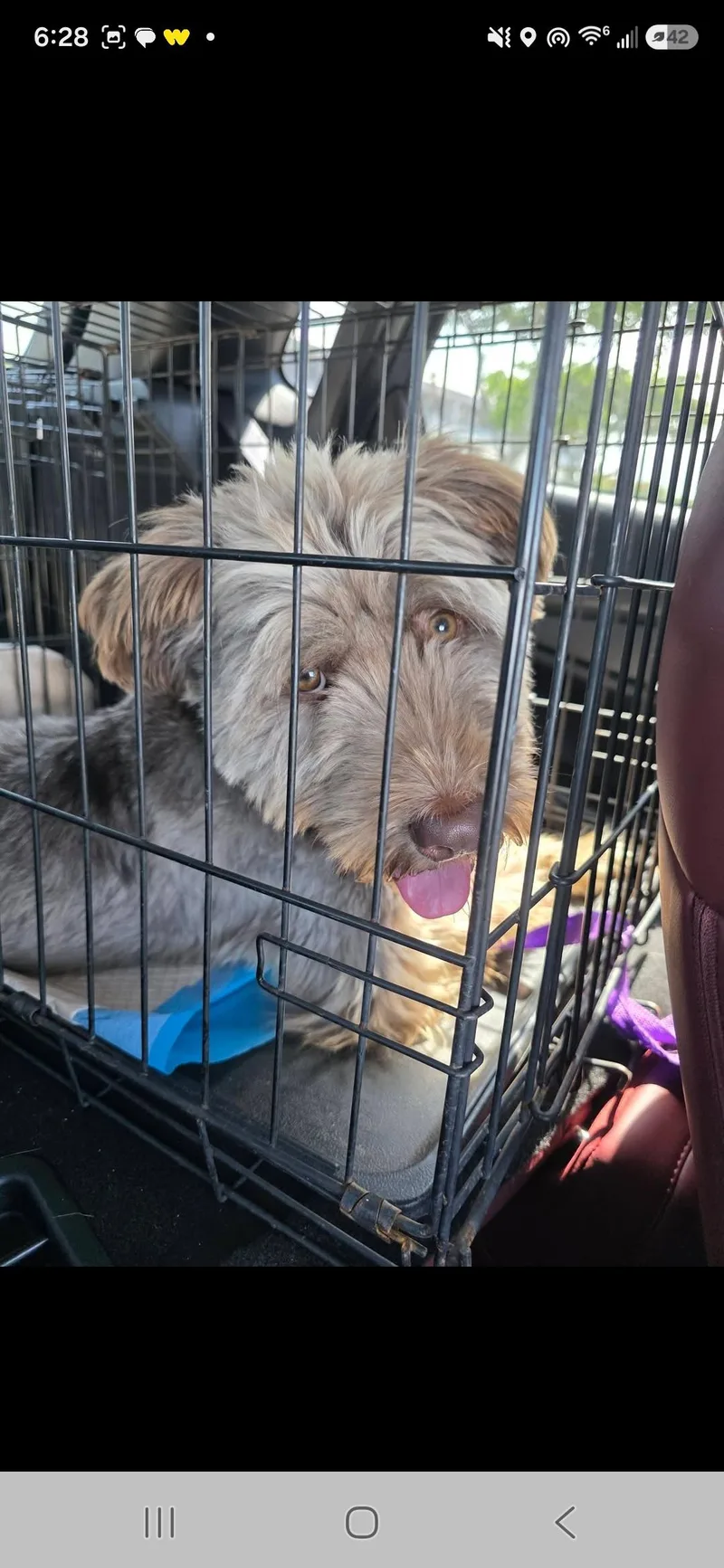 A young medium-sized male Labradoodle dog named Odie for adoption in Miami, FL