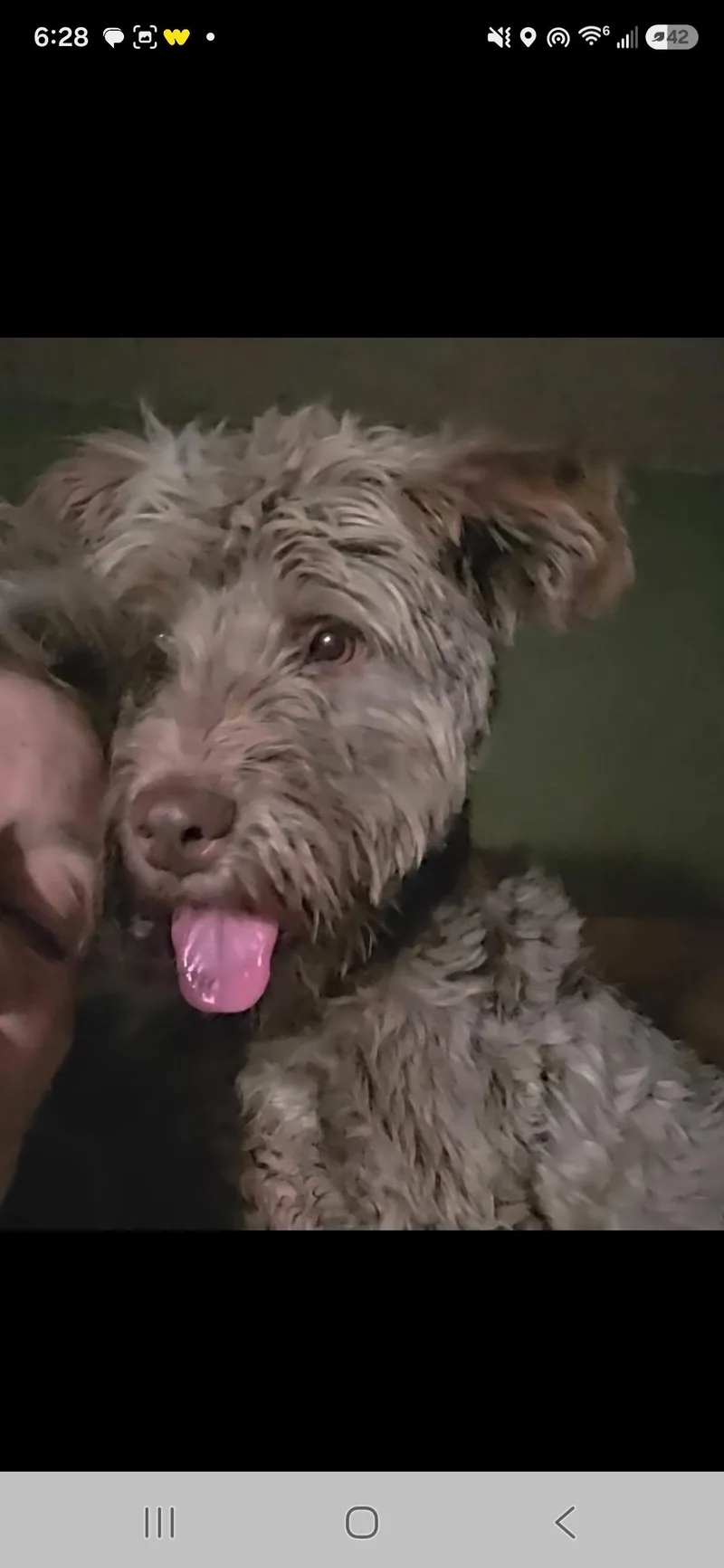 Odie thumbnail 2