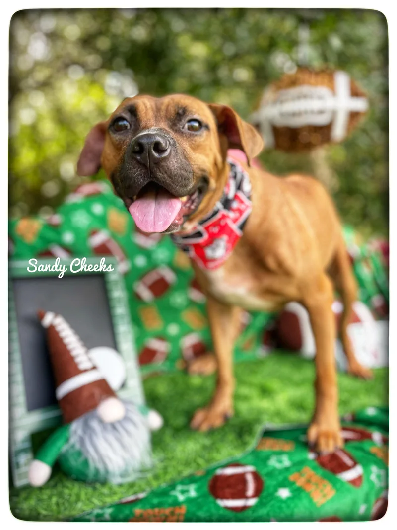 A baby medium-sized female Black Mouth Cur dog named Sandy Cheeks for adoption in Sebring, FL