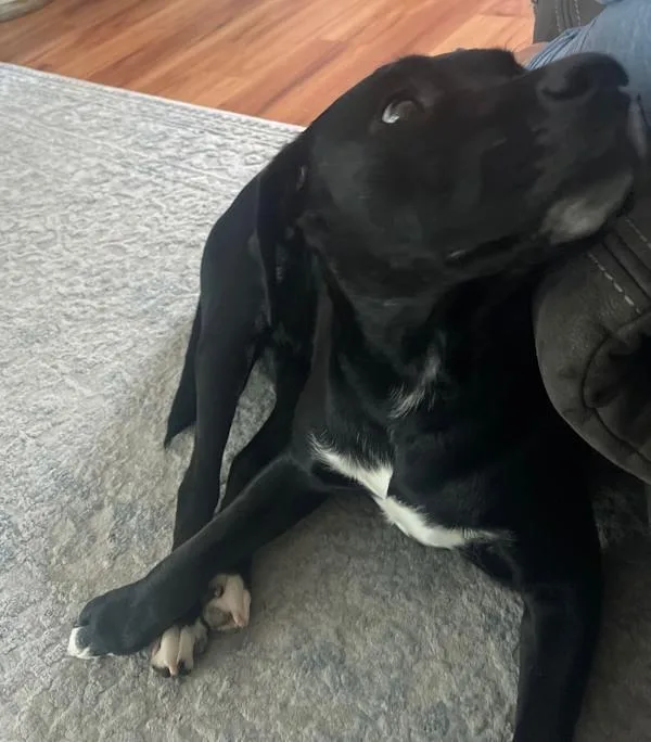 An adult large-sized female Labrador Retriever dog named June for adoption in Oceanside, CA