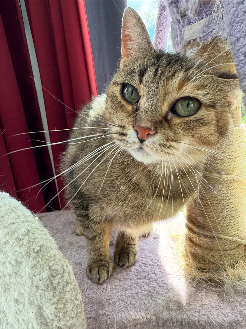 An adult large-sized female Tabby (Brown / Chocolate) Domestic Short Hair cat named Lucy for adoption in Rochester, NY