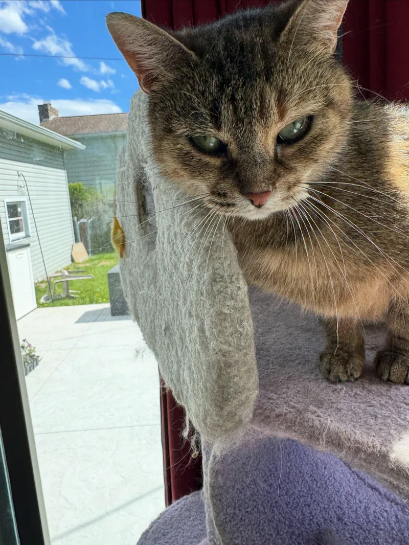 Lucy thumbnail 3