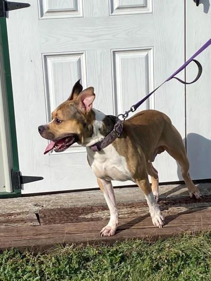 An adult large-sized male American Staffordshire Terrier dog named Major for adoption in McCook, NE