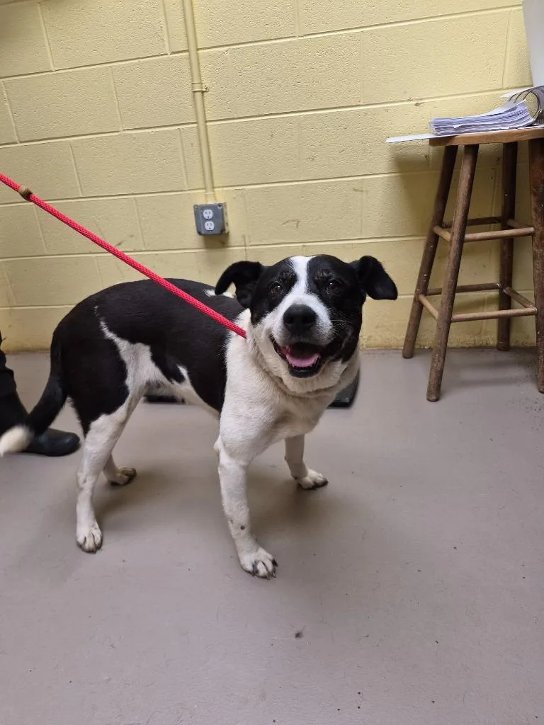 An adult small-sized female Cattle Dog dog named Bailey Bear for adoption in Crossville, TN