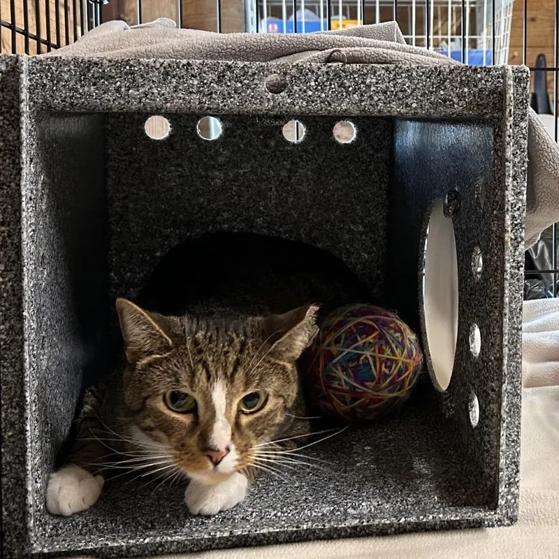 An adult large-sized male Brown / Chocolate Domestic Short Hair cat named Mickeyworking cat for adoption in Birdsboro, PA