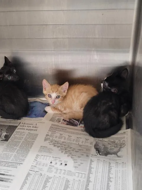 A baby small-sized female Domestic Short Hair cat named A for adoption in Los Angeles, CA
