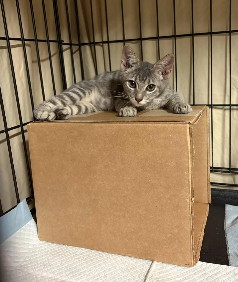 A baby medium-sized male Domestic Short Hair cat named Quicksilver for adoption in Los Alamitos, CA