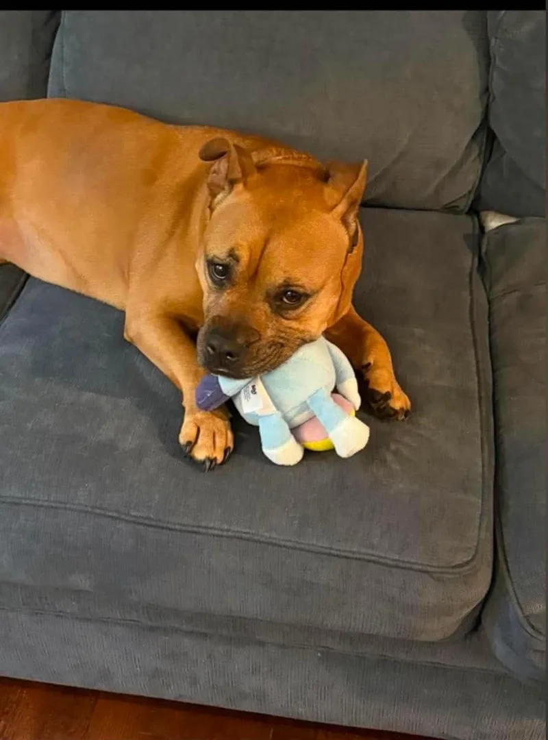 A senior large-sized female Red / Chestnut / Orange American Bully dog named Sadie for adoption in Douglas, MA
