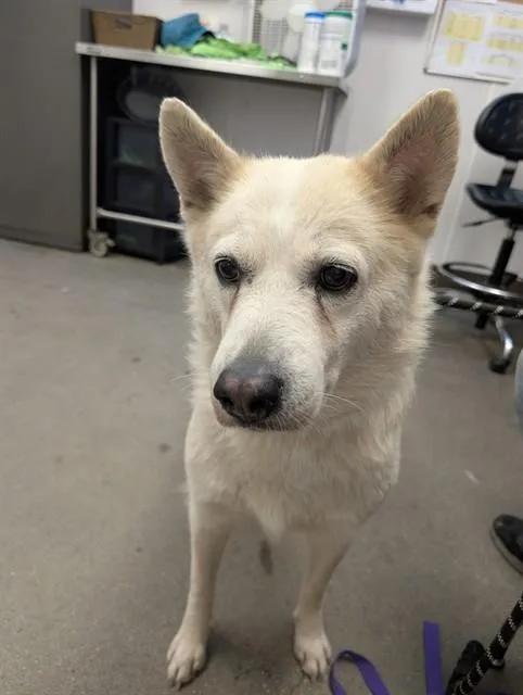 An adult large-sized female Siberian Husky dog named Nala for adoption in Tucson, AZ