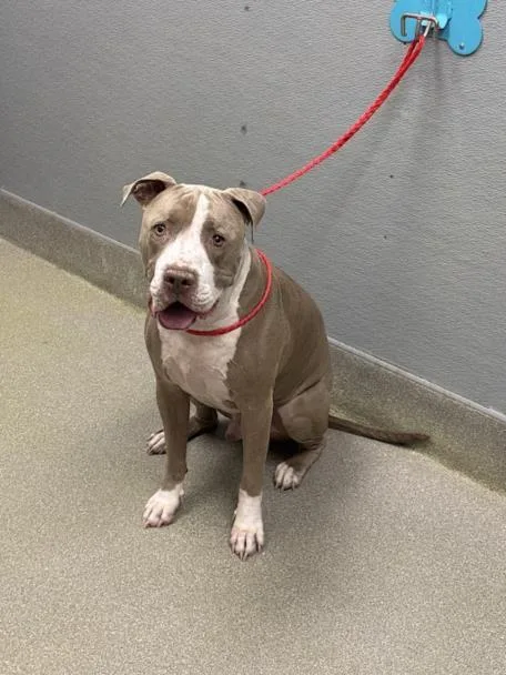 An adult large-sized male Pit Bull Terrier dog named Playa for adoption in Las Vegas, NV