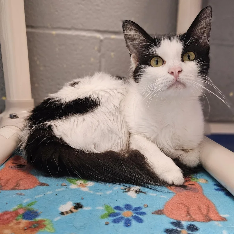 An adult medium-sized female White Domestic Medium Hair cat named Sauna for adoption in Gainesville, TX