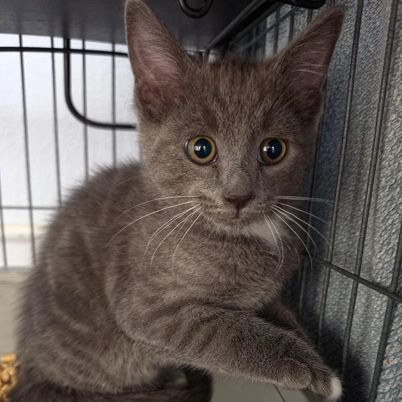 A baby small-sized male Domestic Short Hair cat named Rafael for adoption in Desert Hot Springs, CA