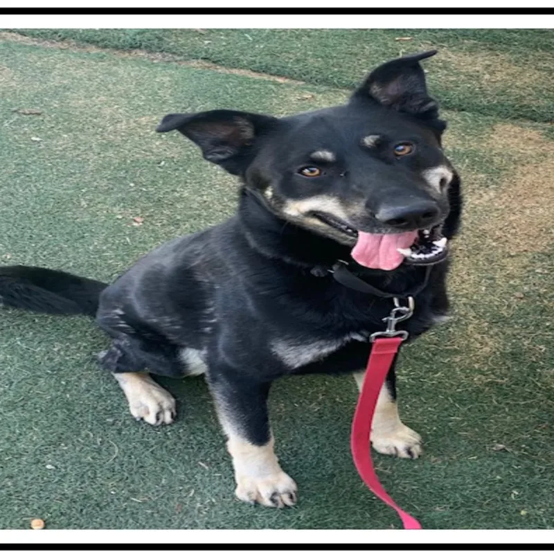 An adult medium-sized male Black Shepherd dog named Sun Bear for adoption in Apache Junction, AZ