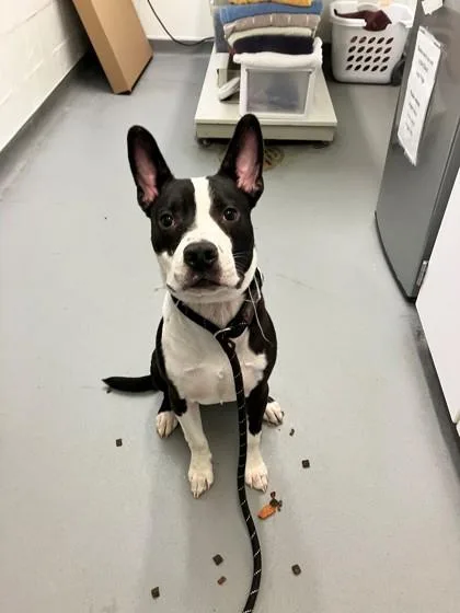 A young medium-sized male Pit Bull Terrier dog named Zeus for adoption in Seattle, WA