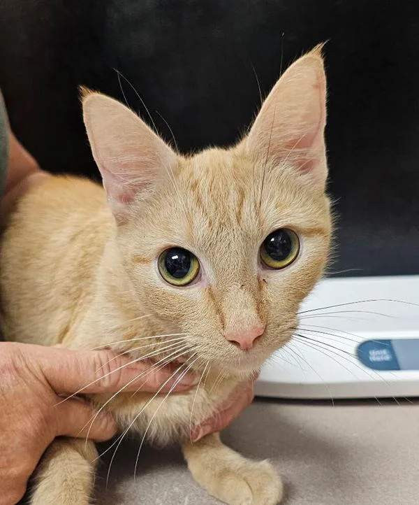 A young medium-sized female Domestic Short Hair cat named Doughnut for adoption in Salisbury, MD