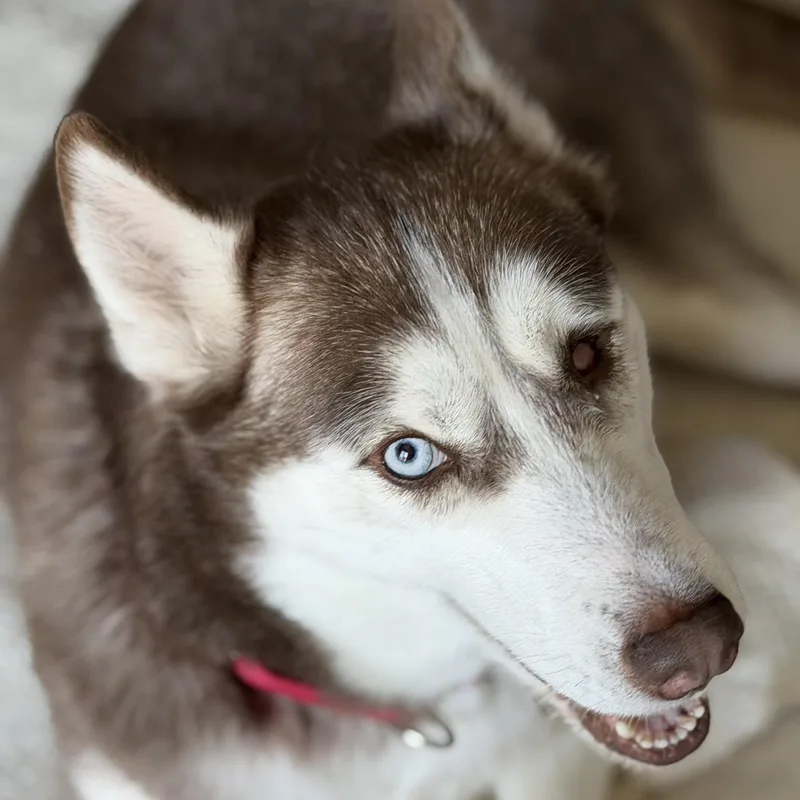 An adult medium-sized female Brown / Chocolate Siberian Husky dog named Rosie for adoption in Coachella, CA