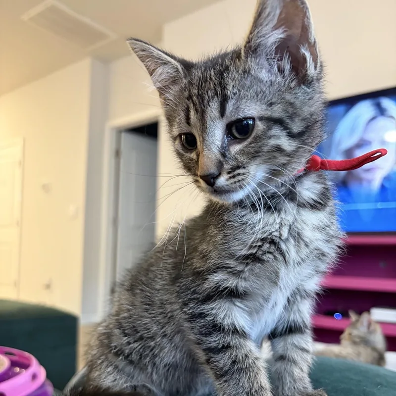 A baby medium-sized male Brown / Chocolate Domestic Short Hair cat named Marcellus for adoption in Murfreesboro, TN