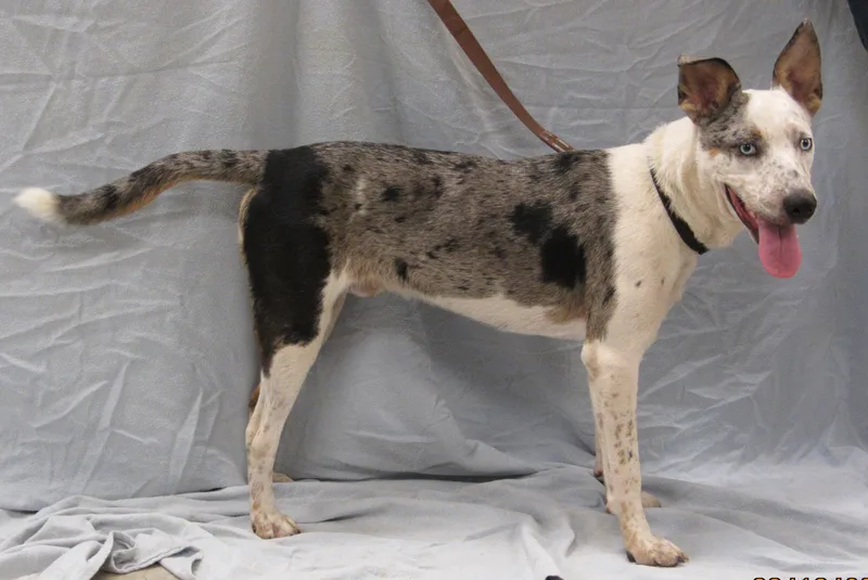 Chestnut thumbnail 2