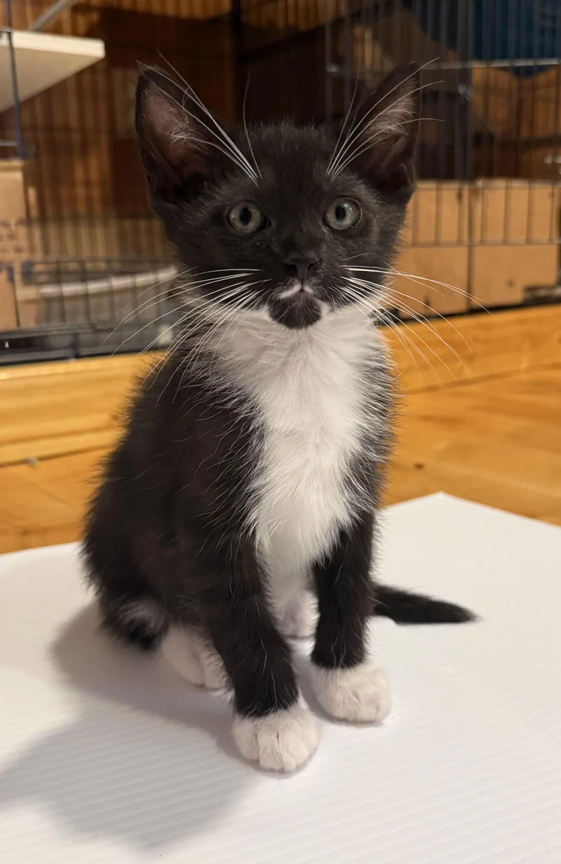 A baby small-sized male Black & White / Tuxedo Domestic Short Hair cat named Periwinkle for adoption in Buena Vista, VA