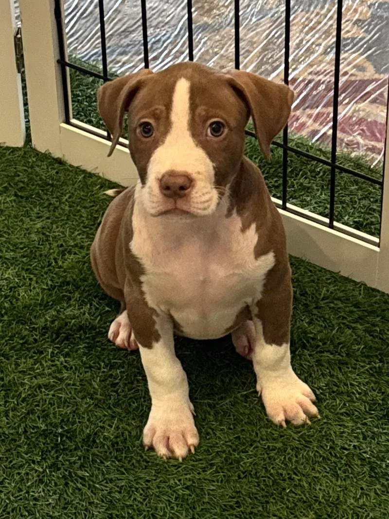 A young medium-sized female Hound dog named Sage for adoption in Sanford, FL