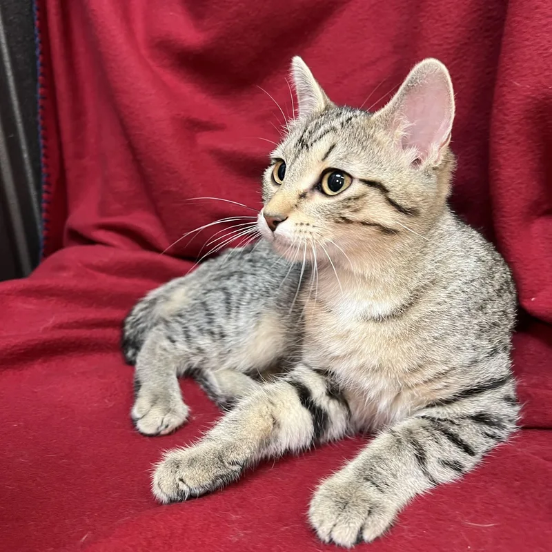 A baby medium-sized female Tabby (Brown / Chocolate) Domestic Short Hair cat named Bumblebottom for adoption in Fairmont, MN