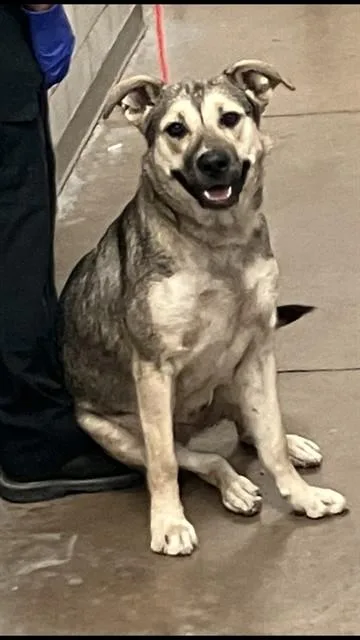 A young large-sized female Mixed Breed dog named Annabelle for adoption in Dallas, TX