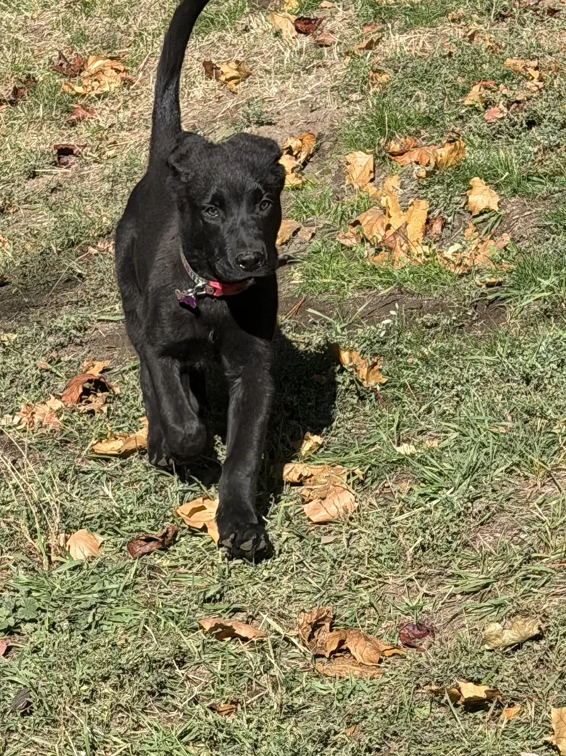 A baby medium-sized male Black Labrador Retriever dog named Buddy for adoption in Roslyn, WA
