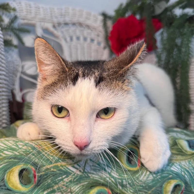 An adult large-sized female White Domestic Short Hair cat named Pink Slip for adoption in Eaton Rapids, MI