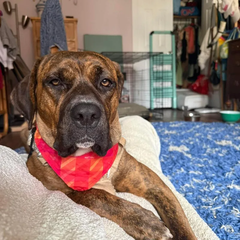 An adult medium-sized female Brindle American Staffordshire Terrier dog named Ivy for adoption in Long Island City, NY