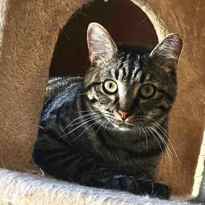 An adult medium-sized male Domestic Short Hair cat named Cd Kershaw for adoption in Hudson, MA