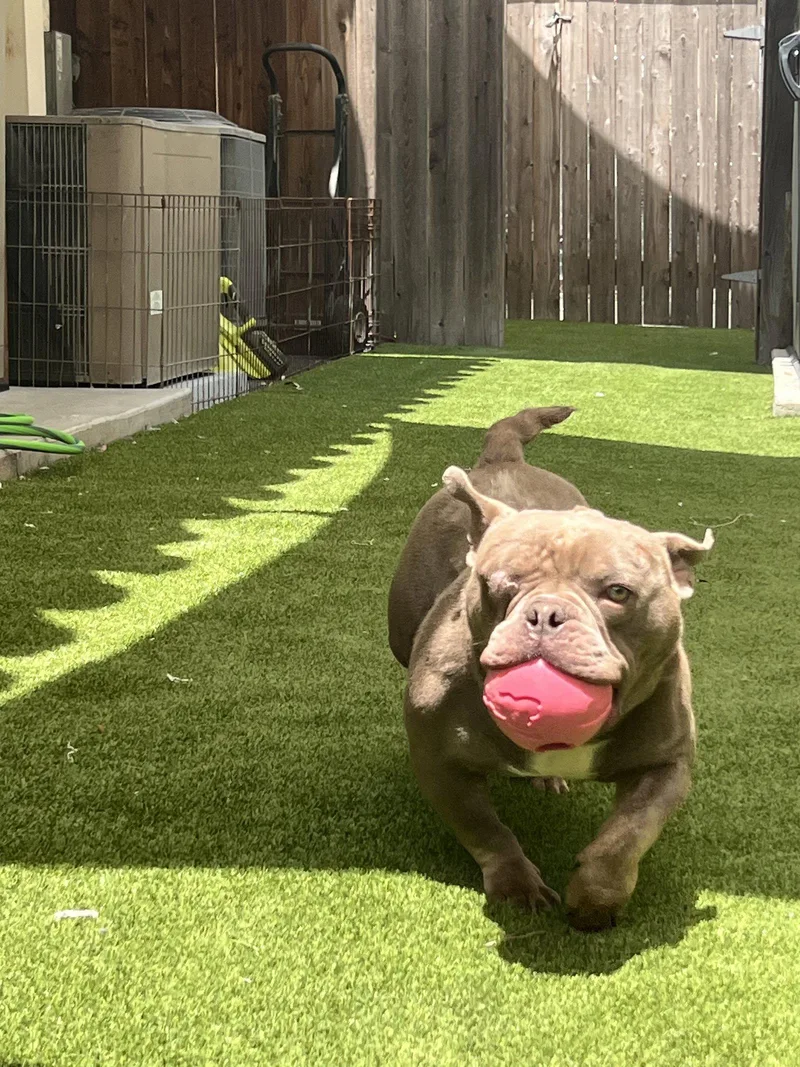 An adult medium-sized male French Bulldog dog named Mack for adoption in Mission Viejo, CA