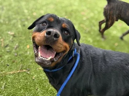 An adult large-sized female Rottweiler dog named Savannah for adoption in Gainesville, FL
