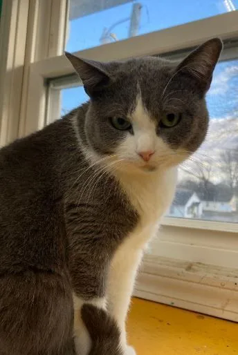 Lady Gray thumbnail 2