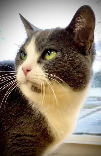 Lady Gray thumbnail 3