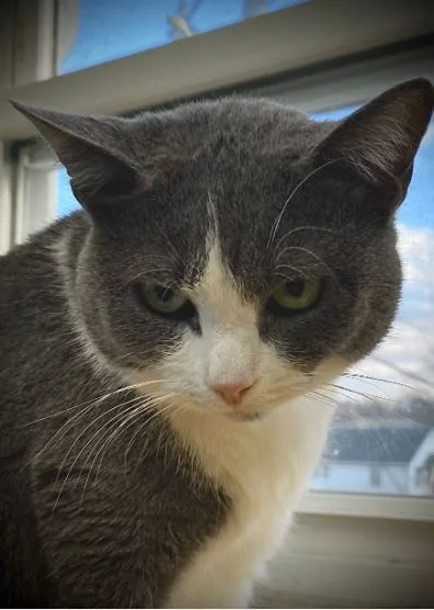 Lady Gray thumbnail 4