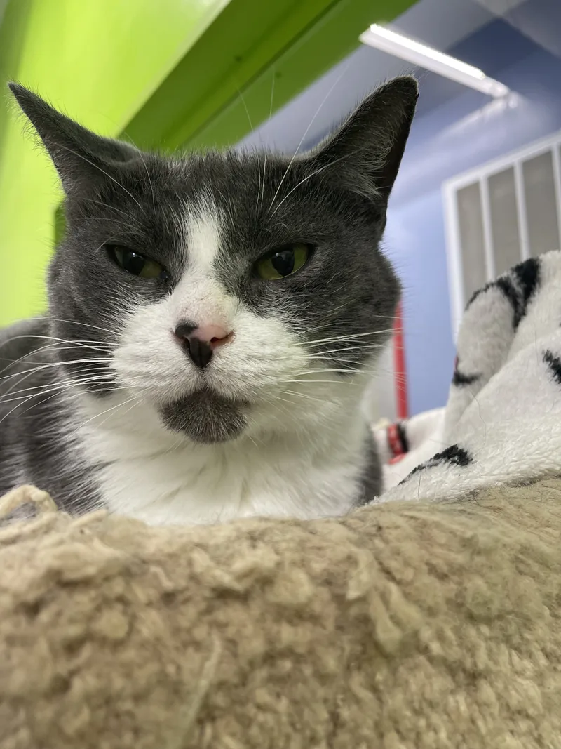 Lady Gray thumbnail 5