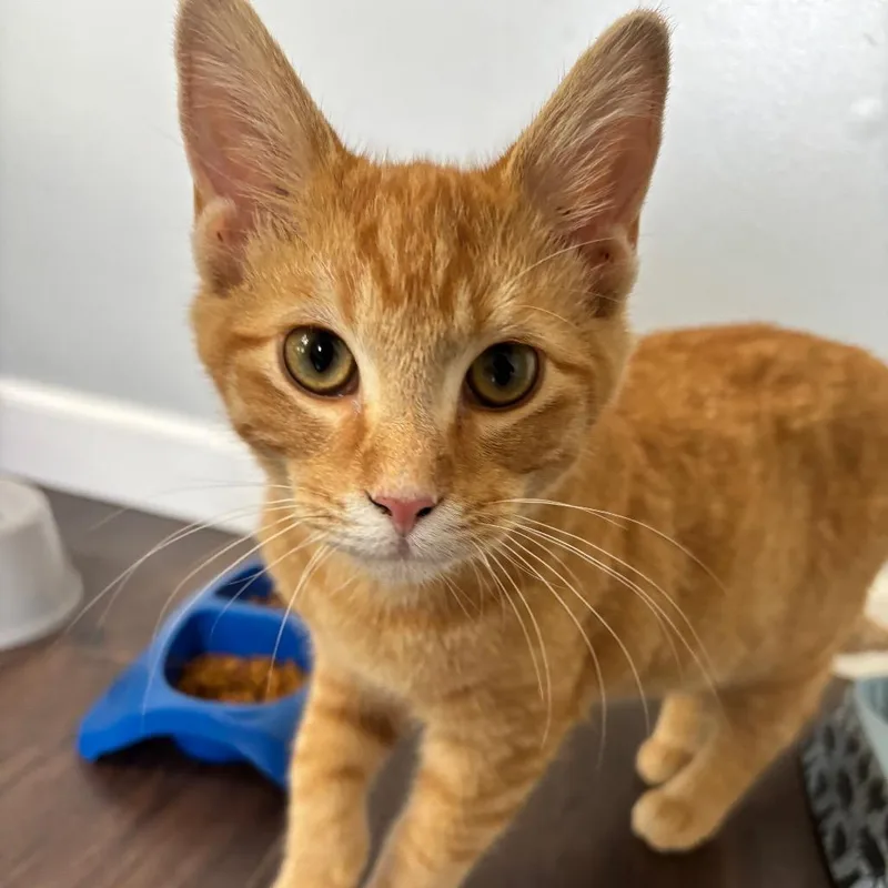 A baby medium-sized female Orange / Red Domestic Short Hair cat named Mac for adoption in Columbia, MO