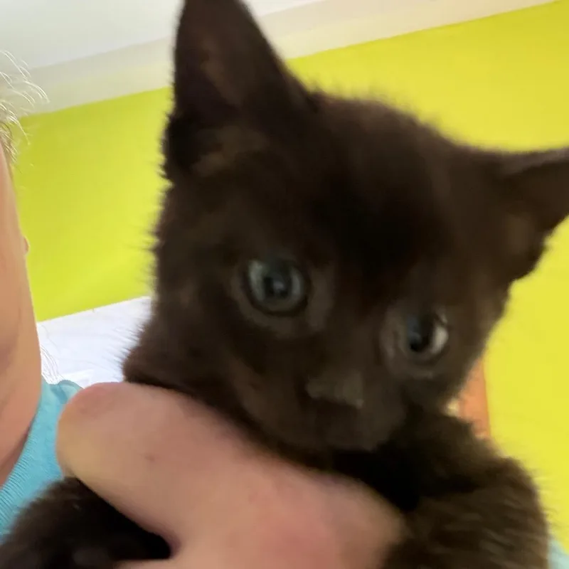 A baby small-sized female American Shorthair cat named Booboo for adoption in mount vernon, AR