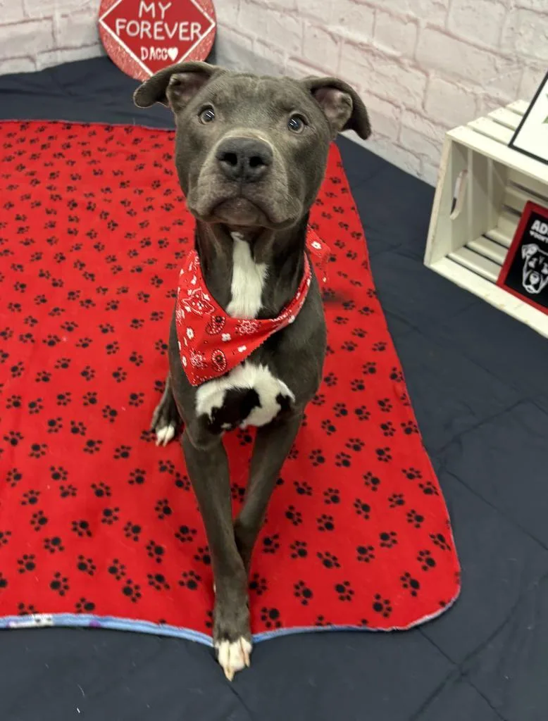 A young medium-sized male Mixed Breed dog named Spring Whisper for adoption in Detroit, MI