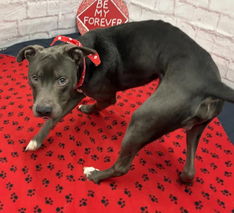 Spring Whisper thumbnail 2