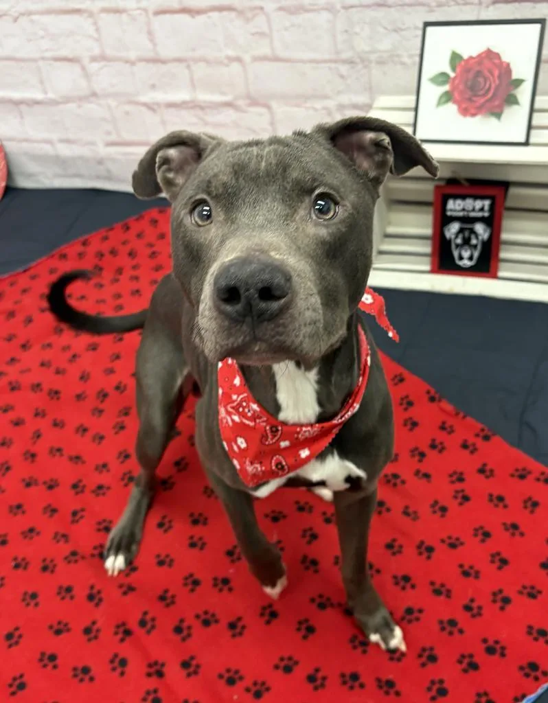 Spring Whisper thumbnail 3