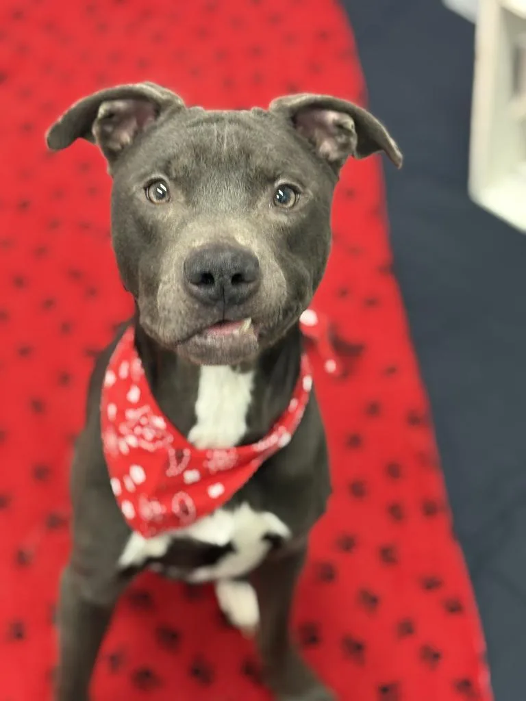 Spring Whisper thumbnail 4